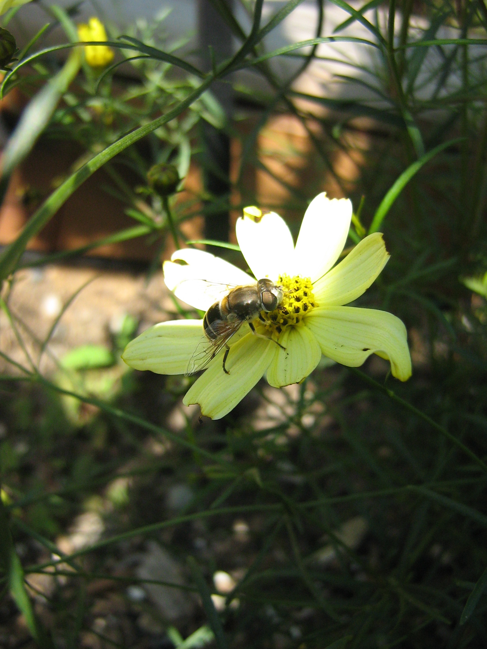 Bee on a flower photo