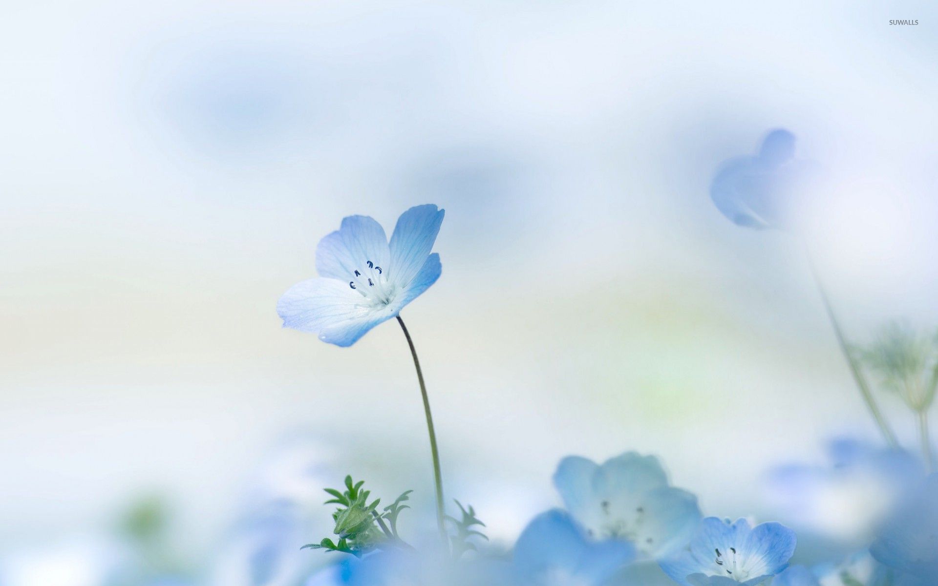 Blue flowers photo