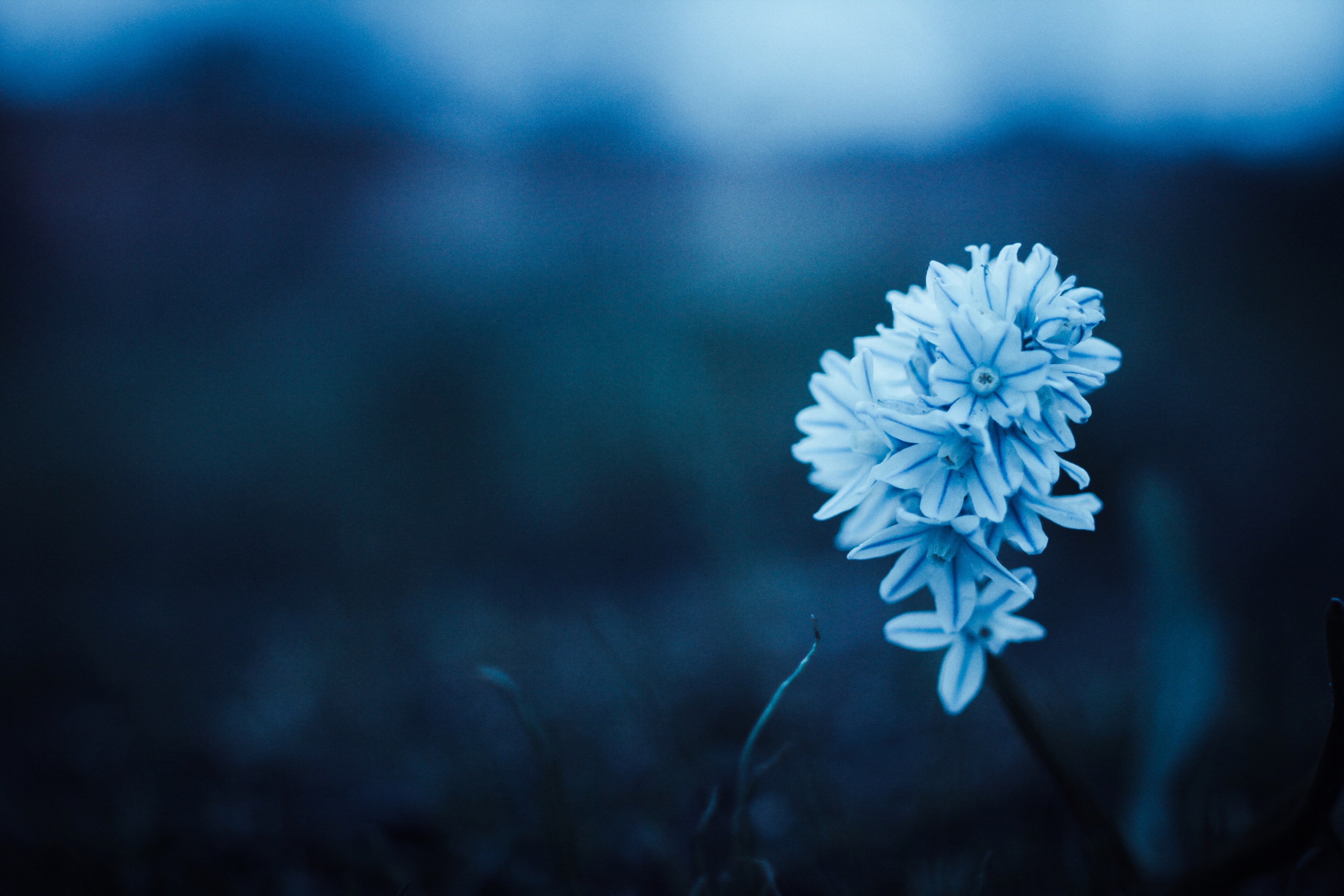 Blue flowers photo