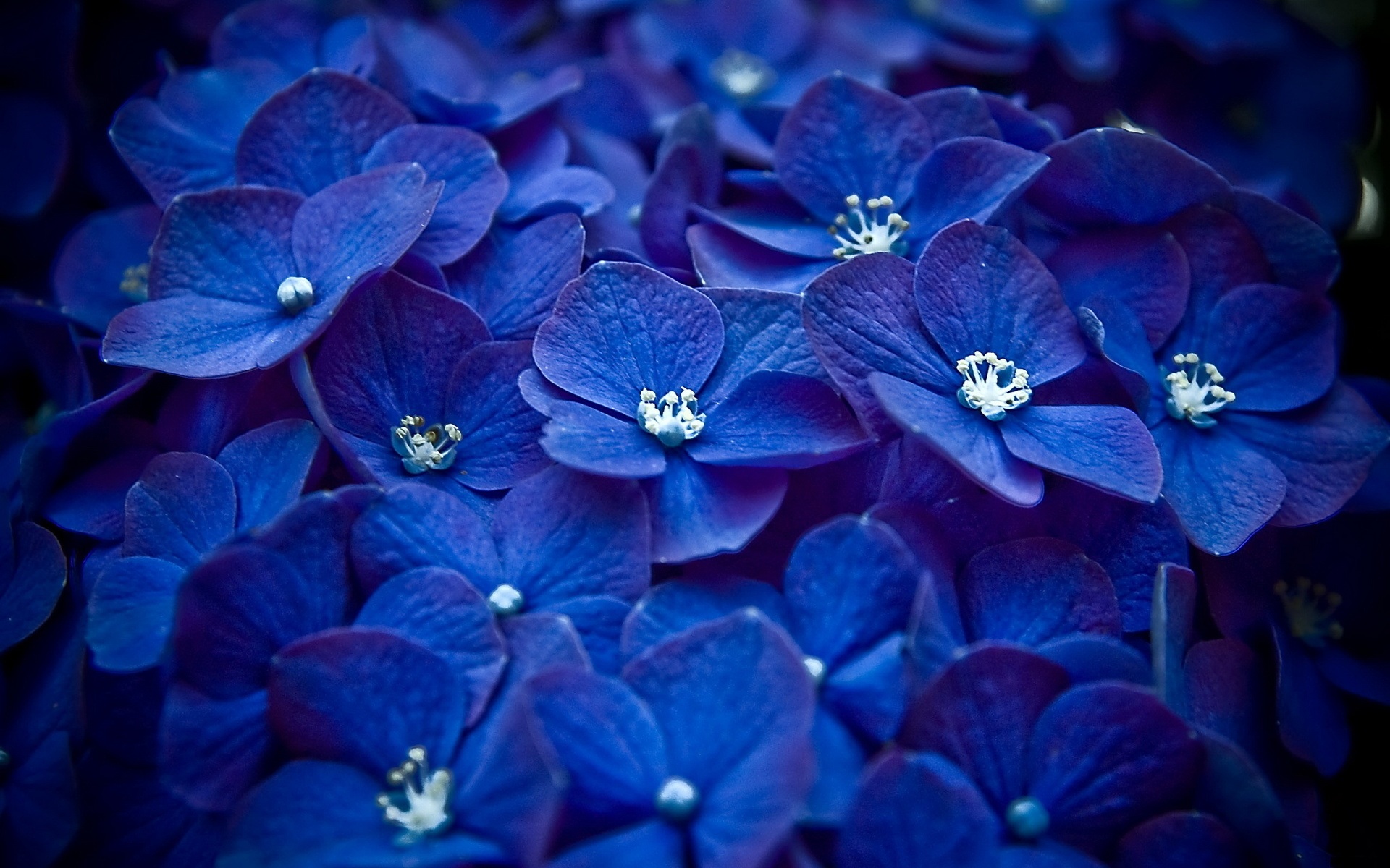 Blue flowers photo