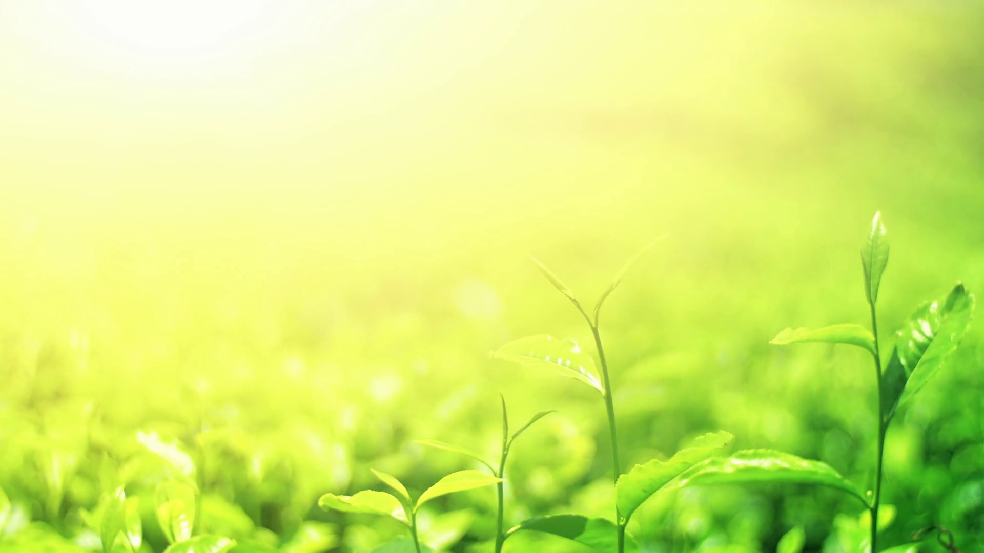 Nature background photo