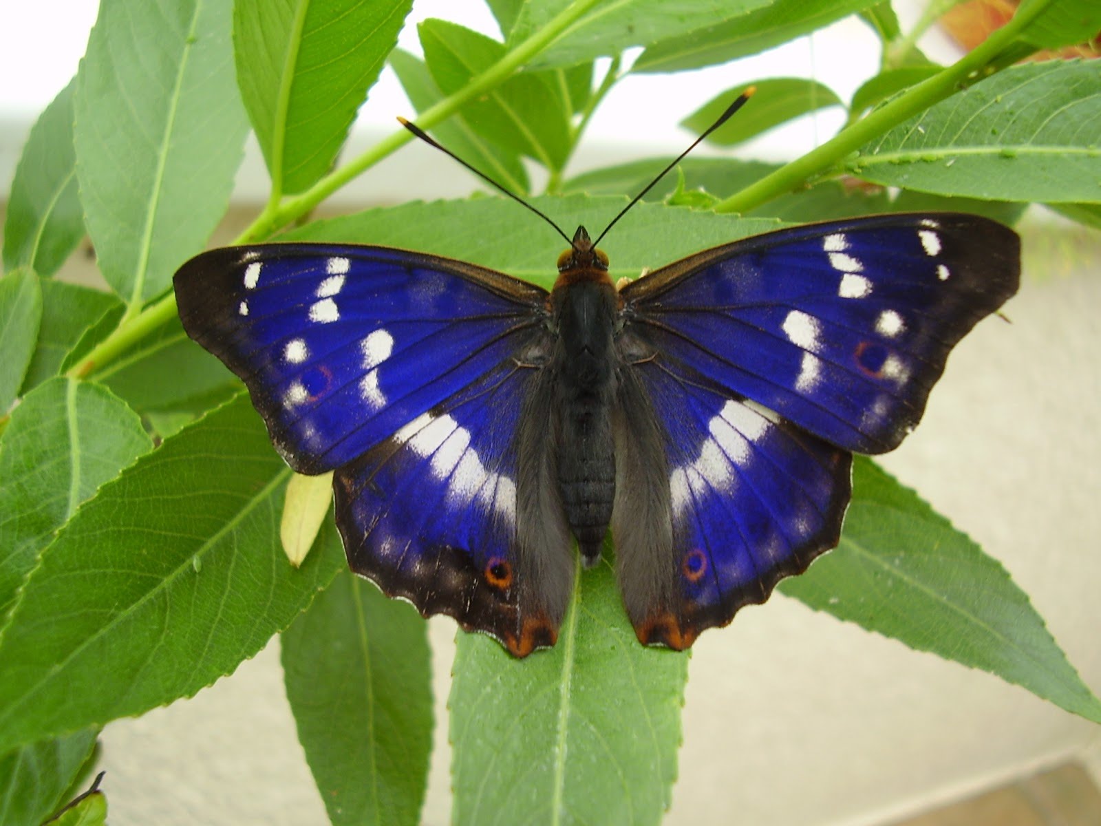 Purple Emperor (Apatura Iris) - YouTube