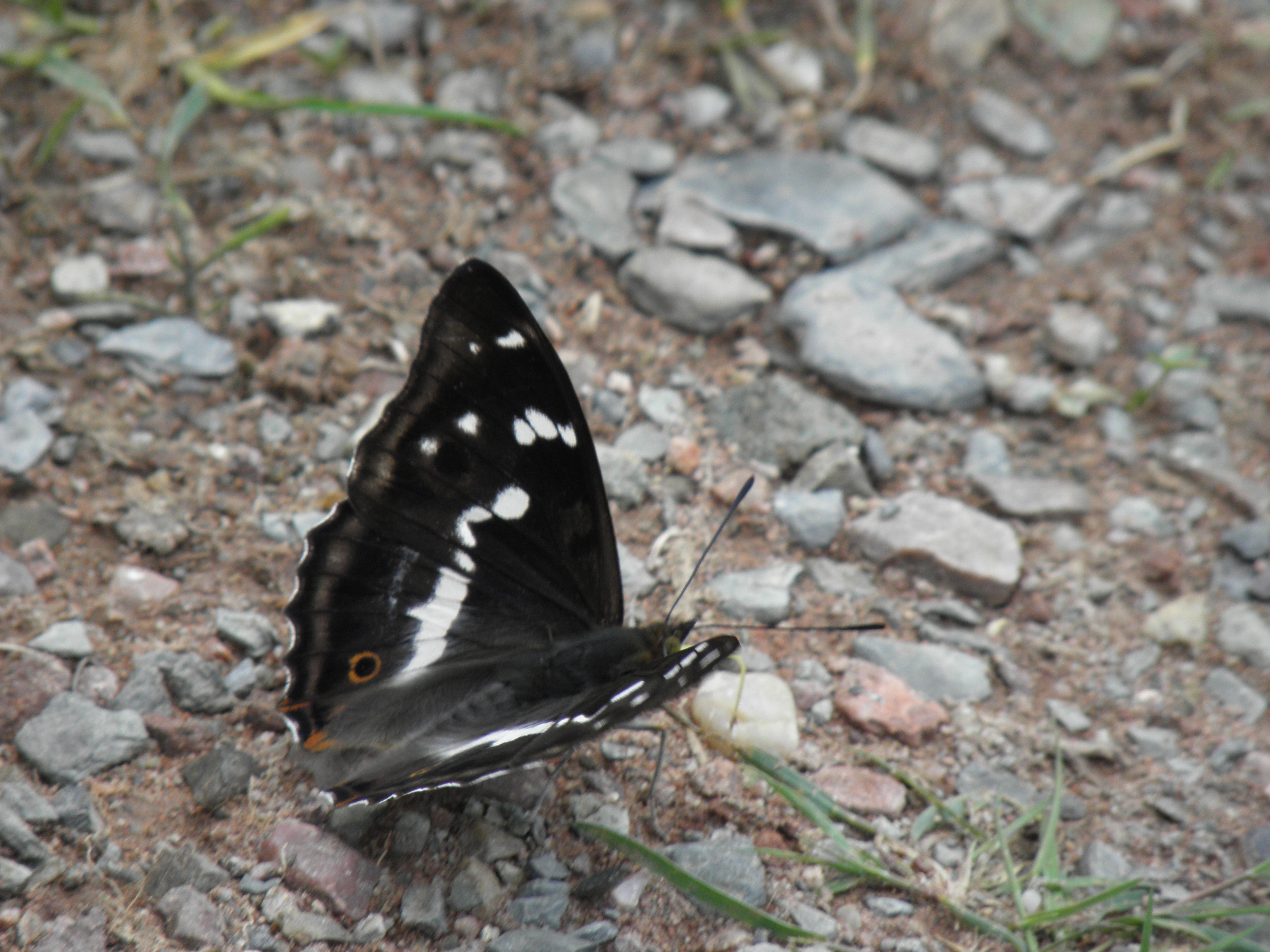 Butterfly apatura iris photo