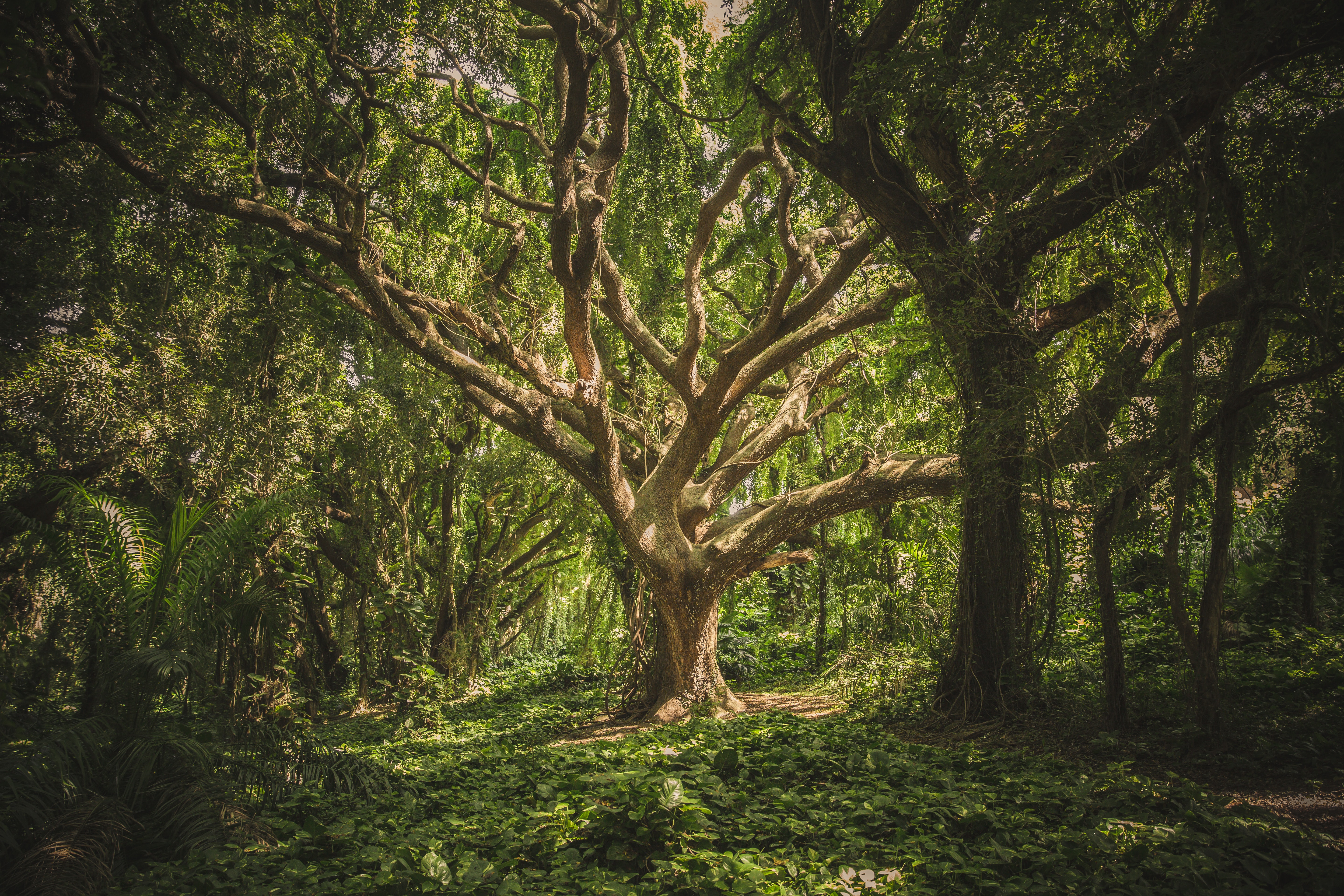Forest Pictures · Pexels · Free Stock Photos