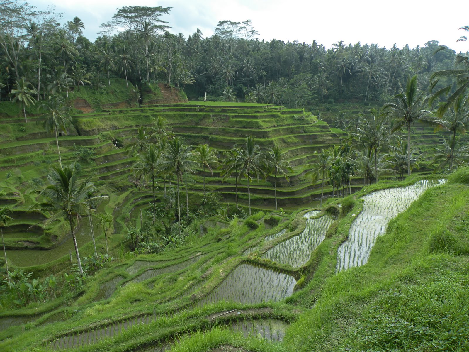 Ricefields and temple photo