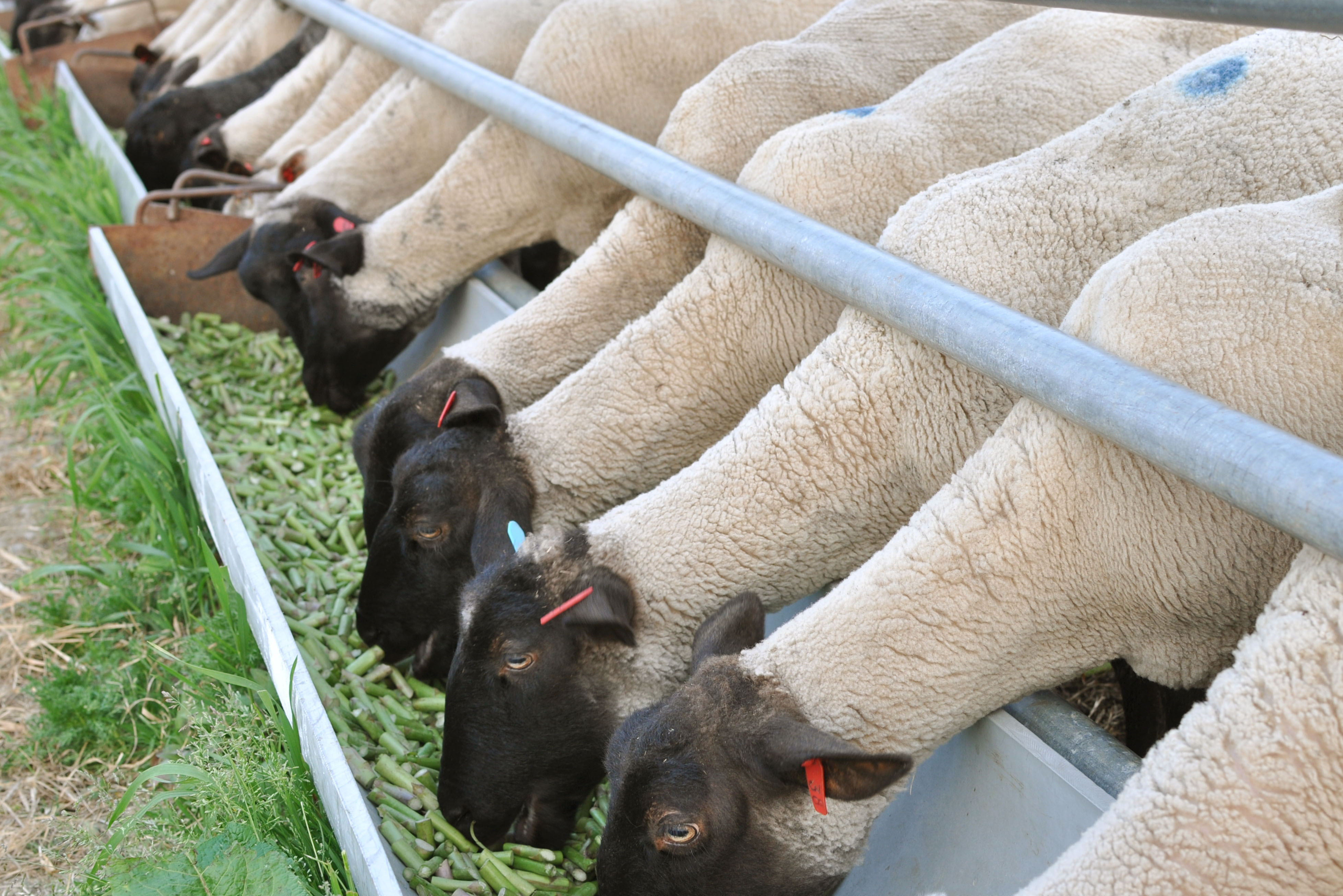 Hokkaido sheep farmer feeds flock on asparagus | The Japan Times