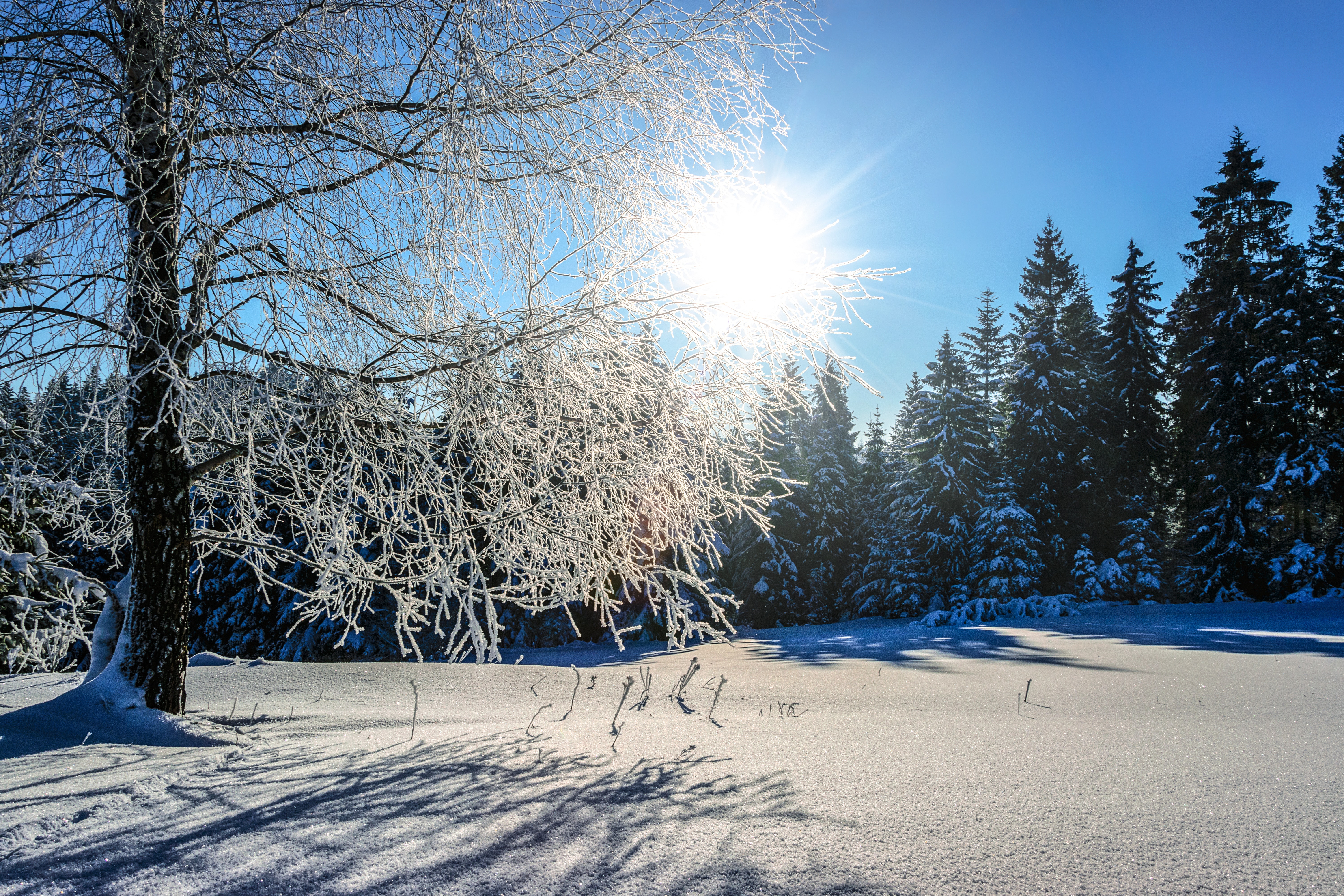 Winter scene photo