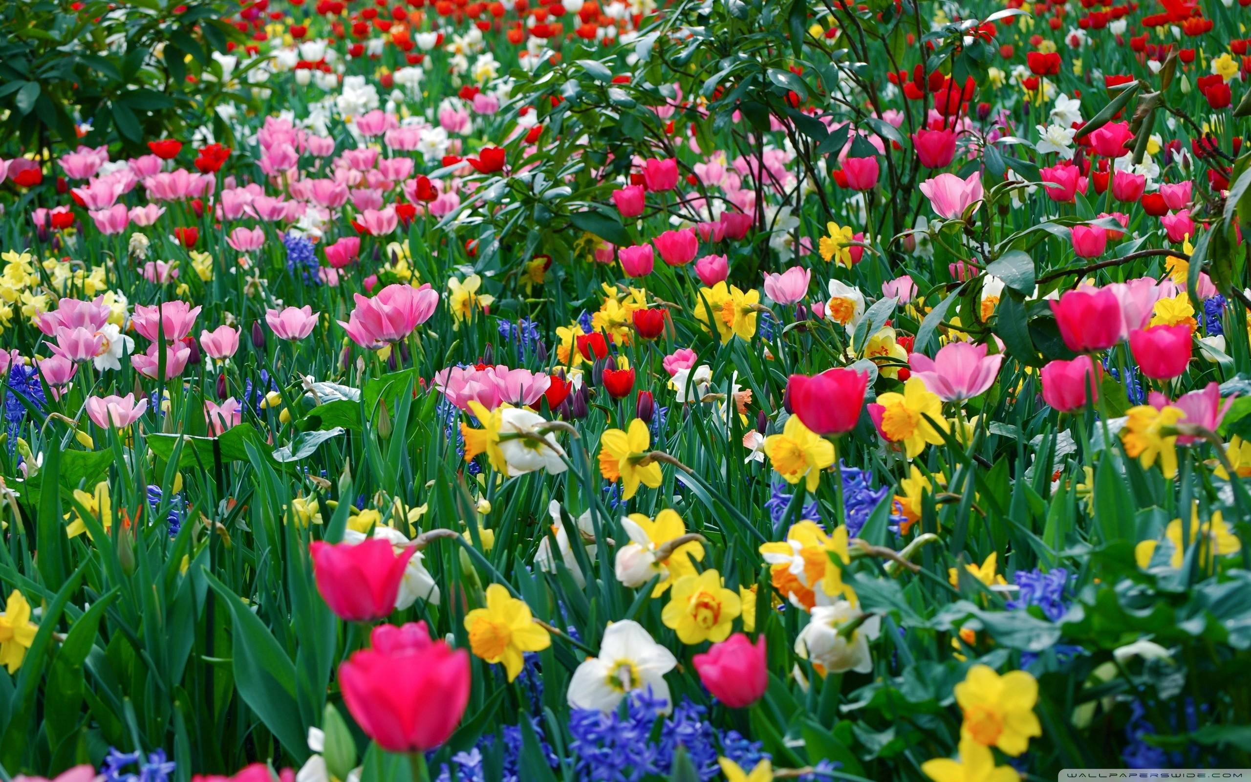 Spring Flowers Backgrounds Desktop - Wallpaper Cave