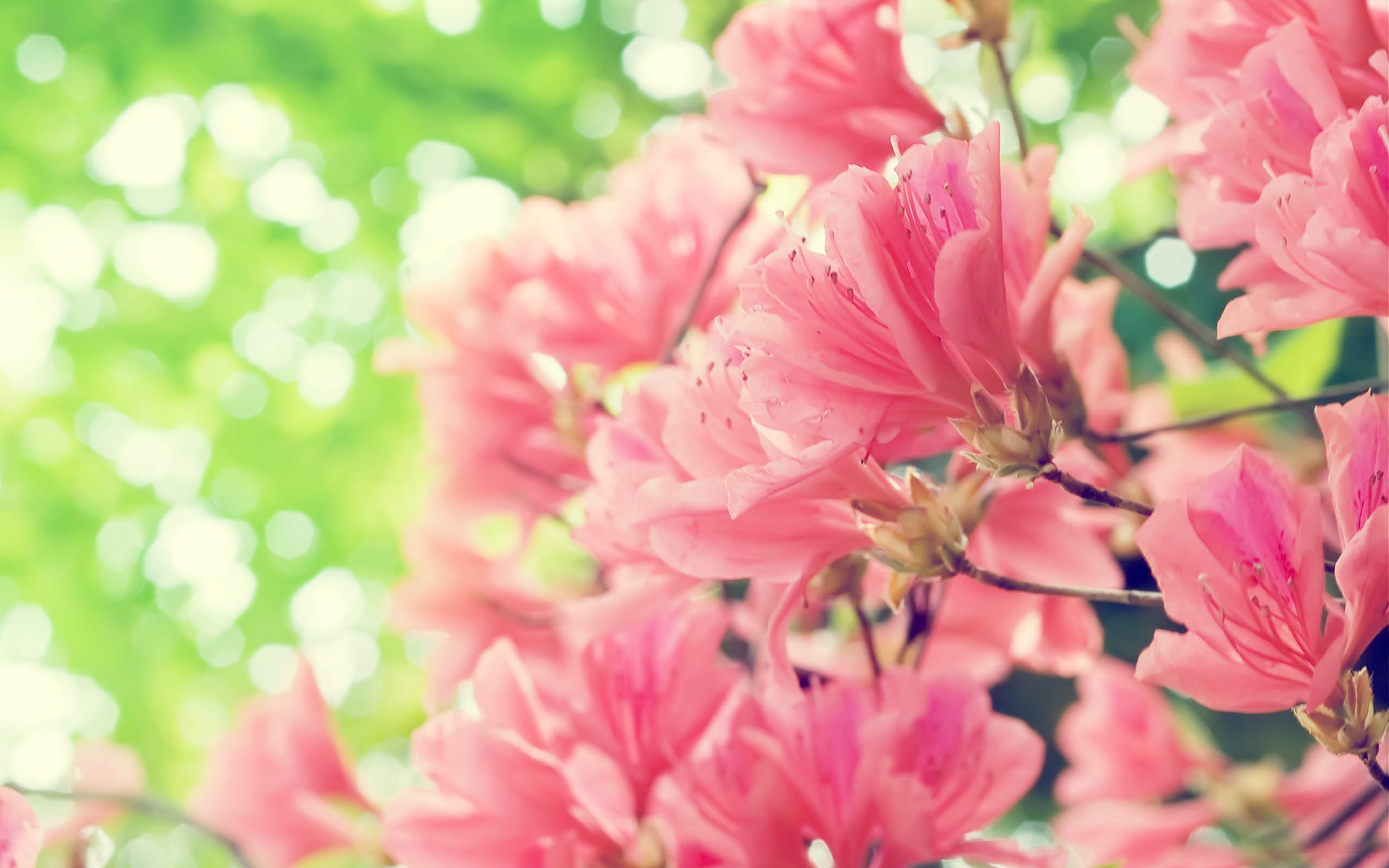 Beautiful Spring Flowers 14117 2560x1600 px ~ HDWallSource.com