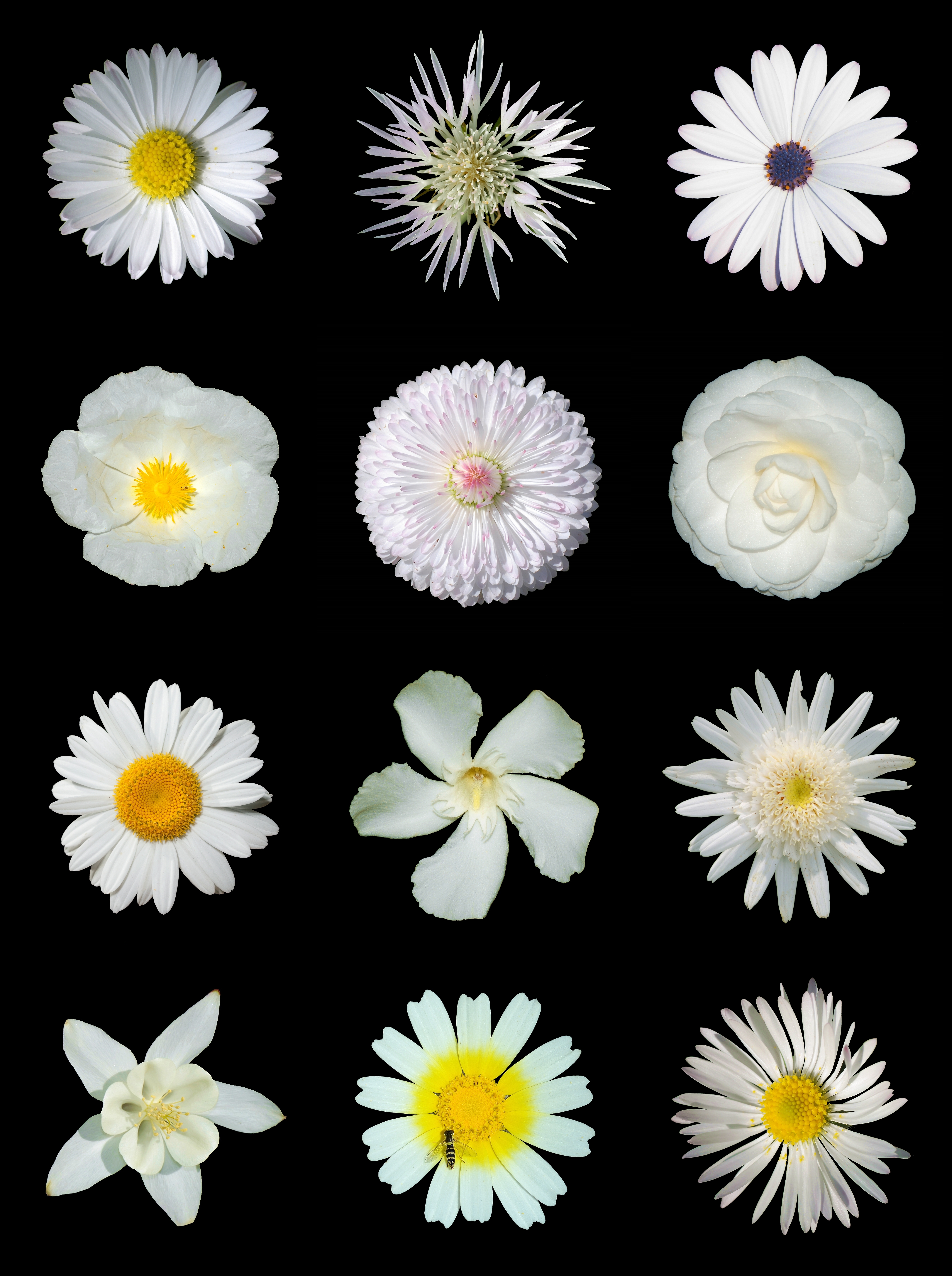 File:White flowers b.jpg - Wikimedia Commons