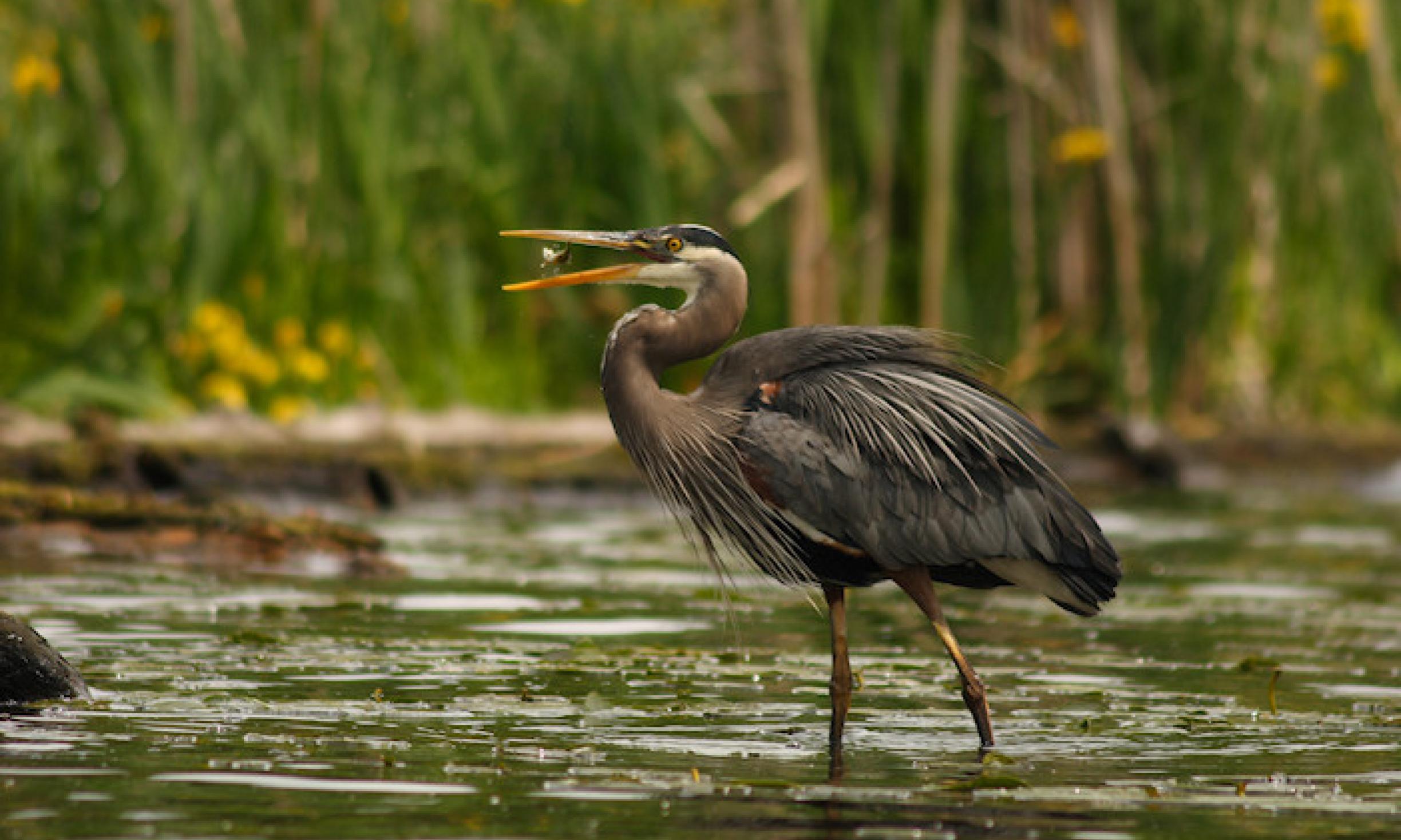 Feeding Wild Birds | Wilderness Awareness School