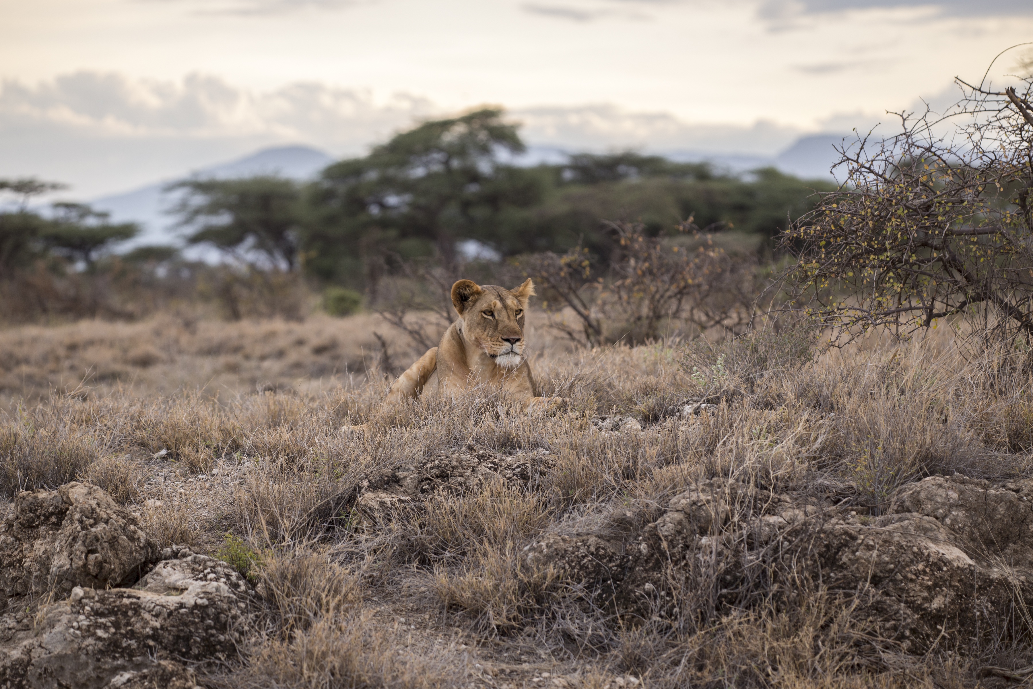 Wild photo