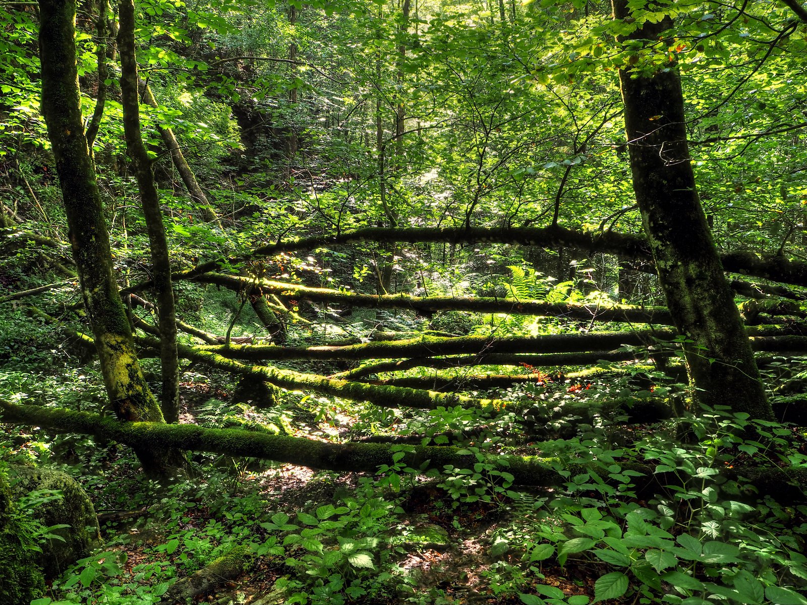 Wild Forest Background by Burtn on DeviantArt