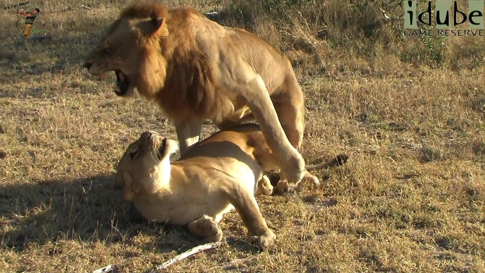 WILDlife: Wild African Lions Mating - YouTube