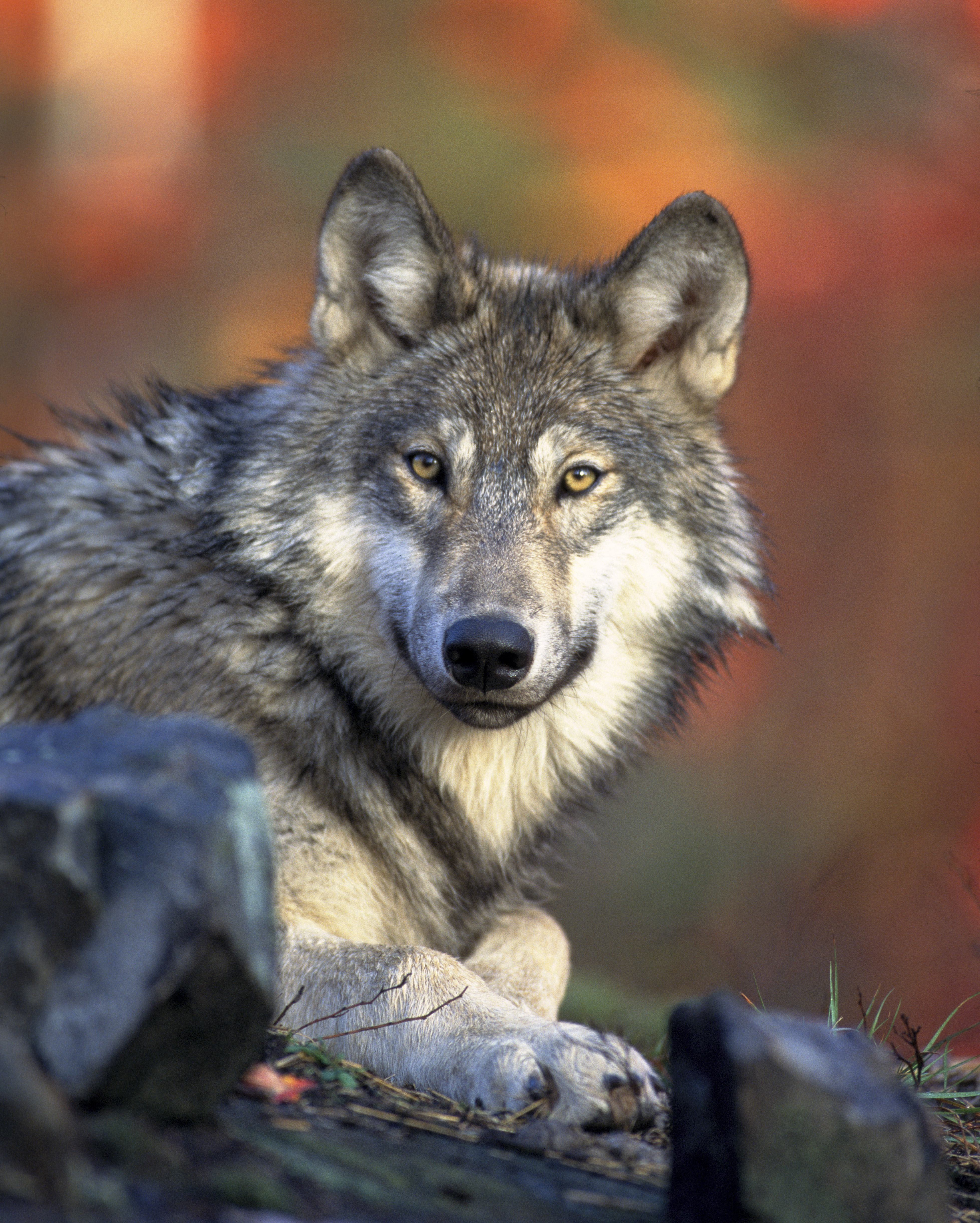 File:Canis lupus laying.jpg - Wikimedia Commons