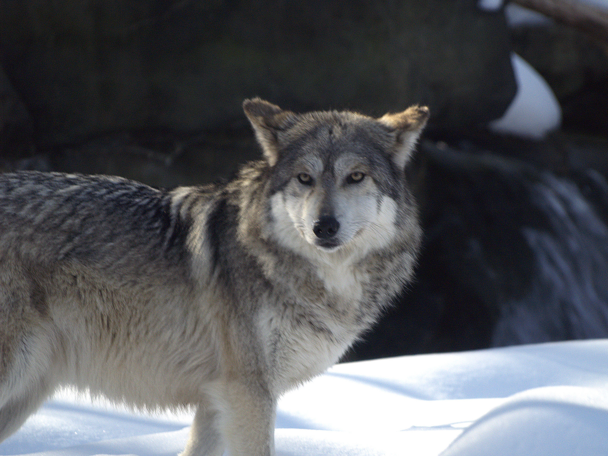 Mexican Wolf - Facts, Diet & Habitat Information