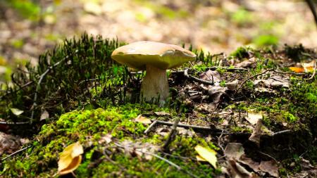 Beautiful edible mushroom