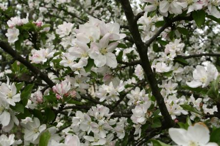 Blooming tree