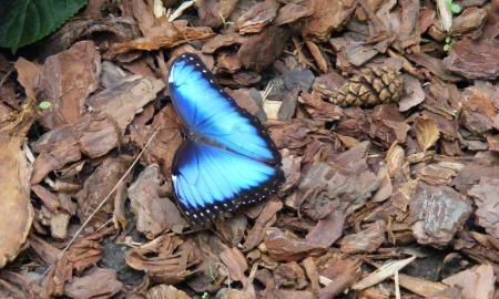 Blue Butterfly