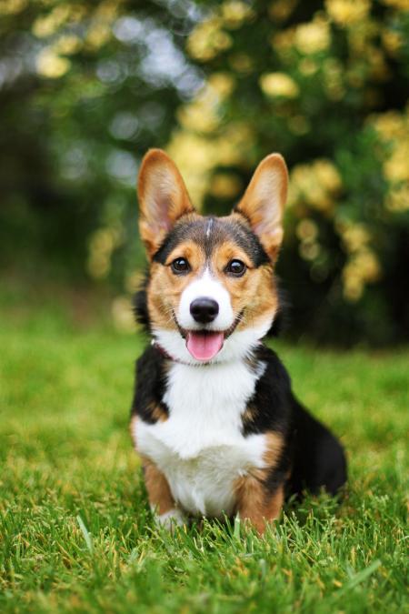 Cute Dogs