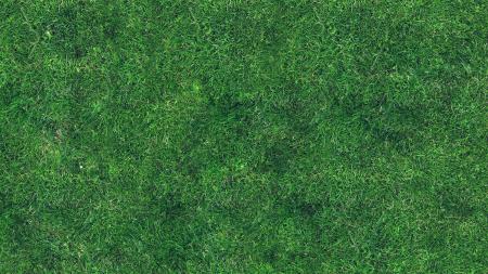Grass texture
