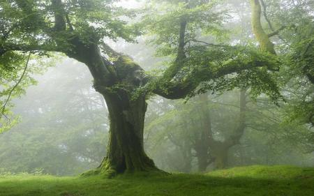 Old Tree