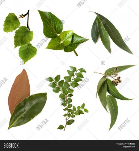 leaves isolated