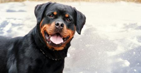 Rottweiler
