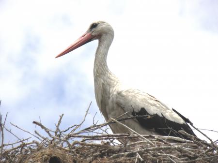 Stork on its nest