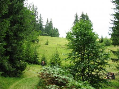 View from the central Rhodopi mountain
